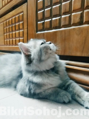 Parsian female cat sale  [ original  ]